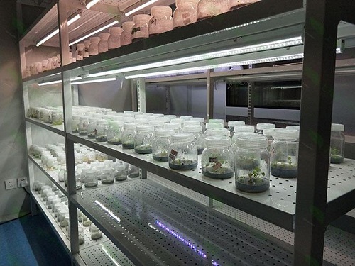 昂仁植物组织培养实验室设计建设方案